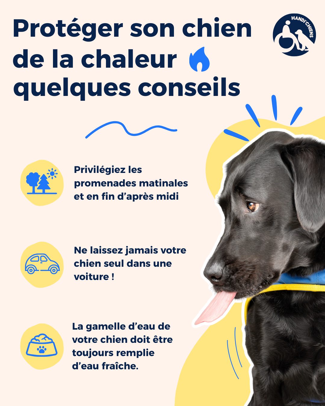 Handi'Chiens