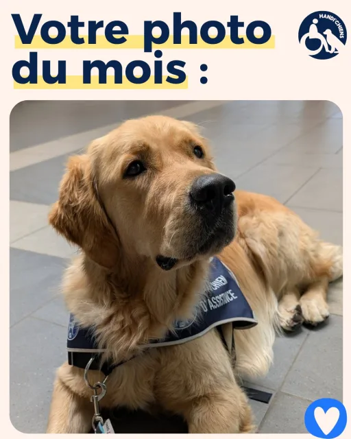 Handi'Chiens