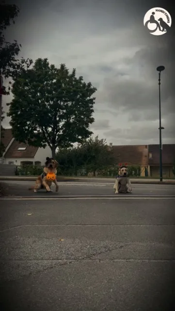 Handi'Chiens