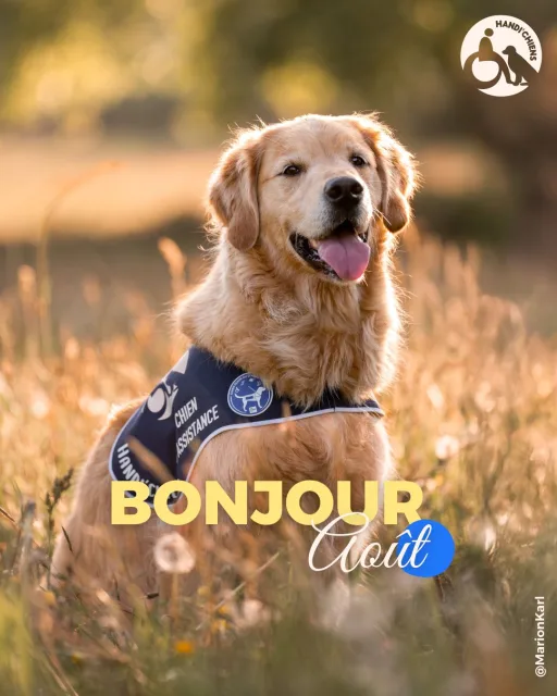 Handi'Chiens
