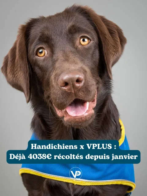 Handi'Chiens