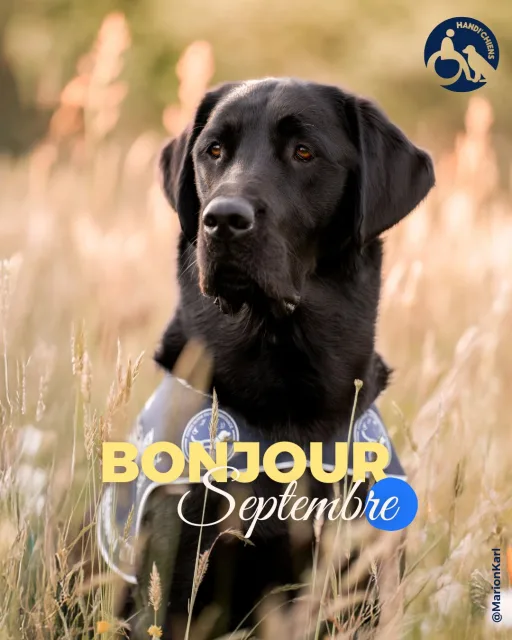 Handi'Chiens