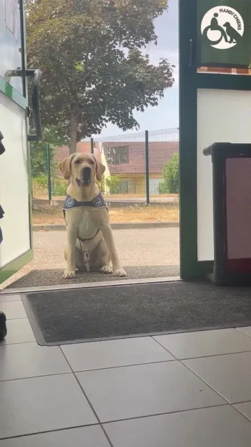 Handi'Chiens