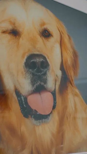 Handi'Chiens