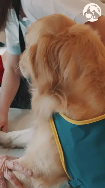 Handi'Chiens